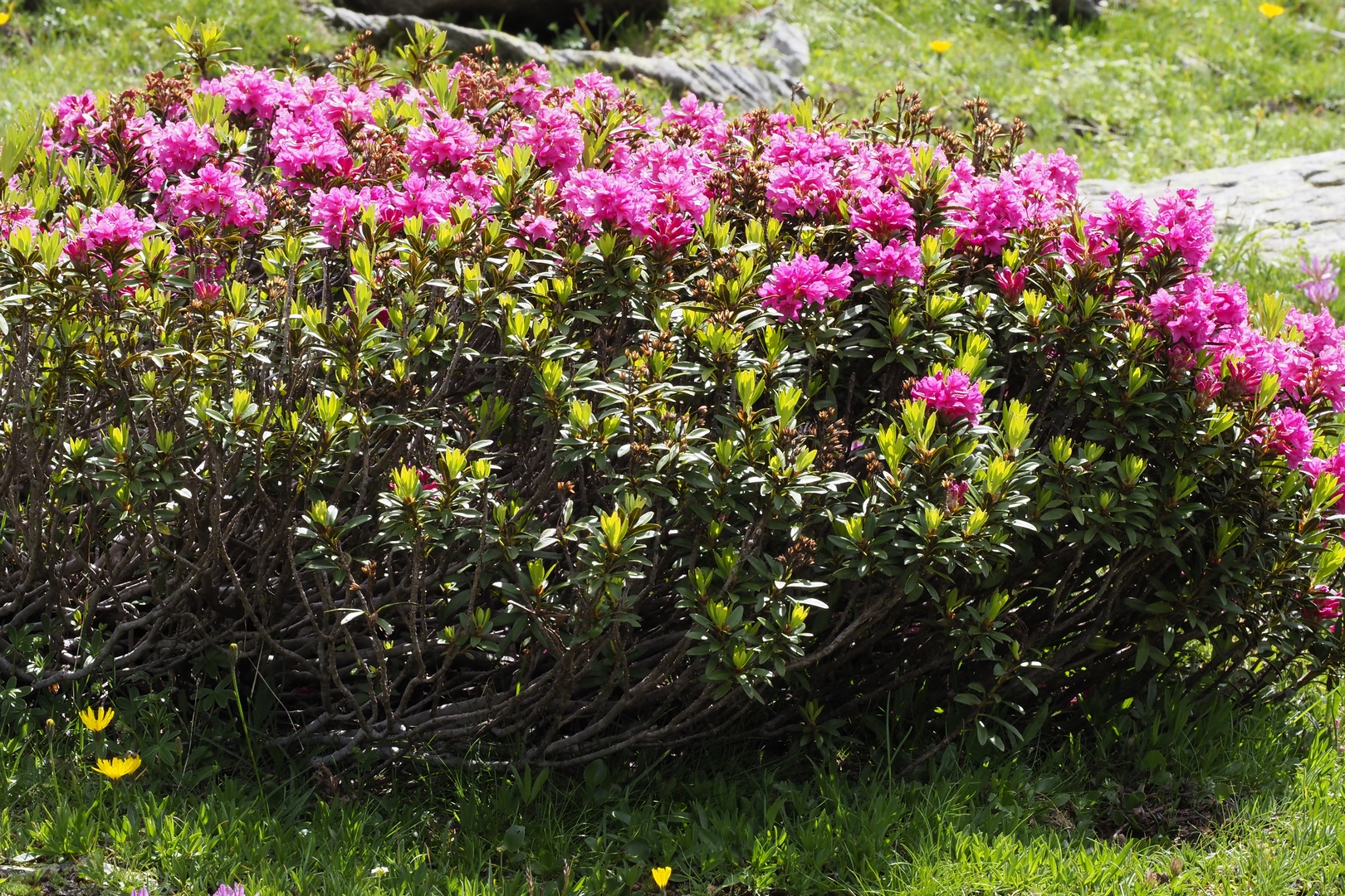 Rhododendrons - Lac de Cristol Nevache Clarée 