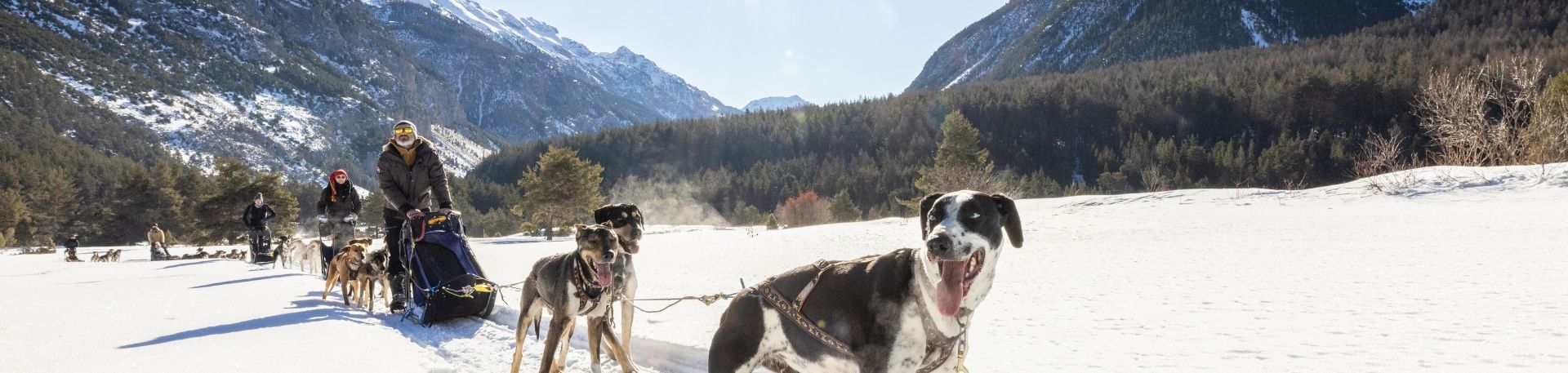 chiens de traineaux Clarée Hautes Alpes