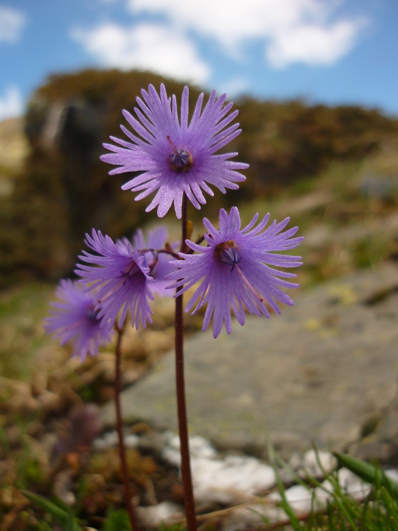 Flore des Alpes - Clarée 