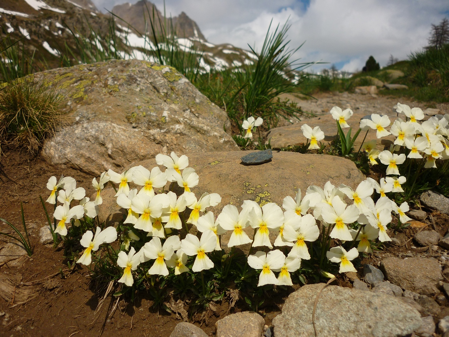 Flore des Alpes - Fleurs sauvages - Nevache