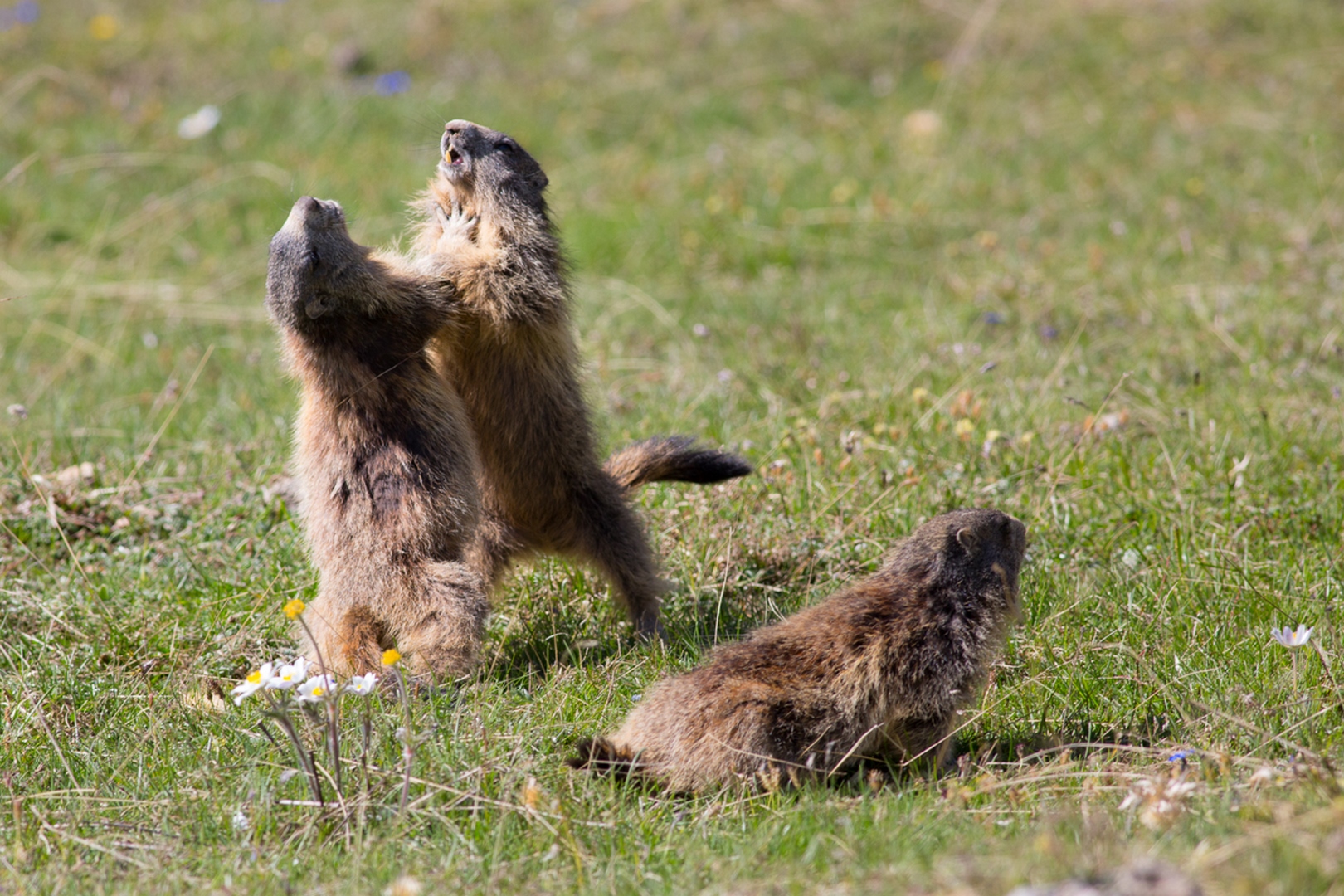 Marmottes - Faune des Alpes - Nevache