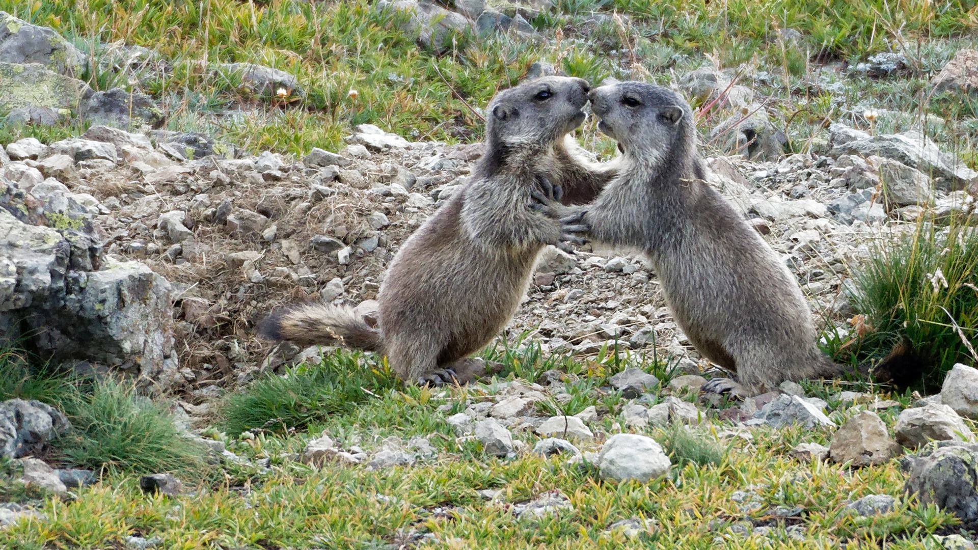 Marmottes Clarée Nevache 